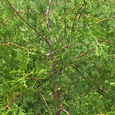 Chamaecyparis thyoides 