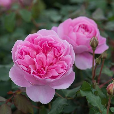 Rosa Maid Marion