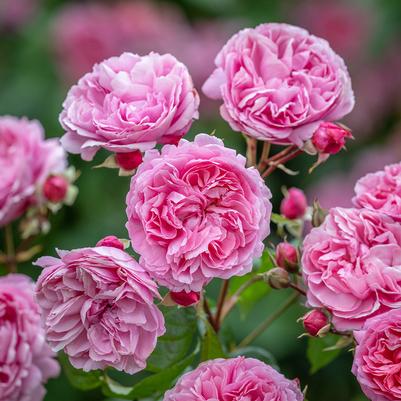 Rosa Penelope Lively