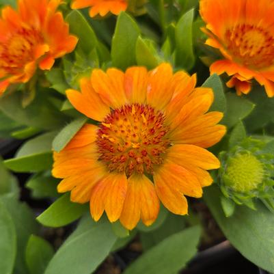 Gaillardia Gusto™ Orange Zest
