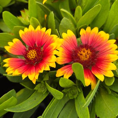 Gaillardia x Gusto™ Sweet Chili