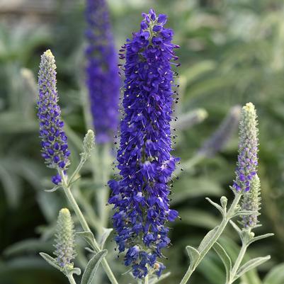 Veronica longifolia Misty Blues