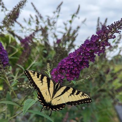 Buddleia x Darkest Night®