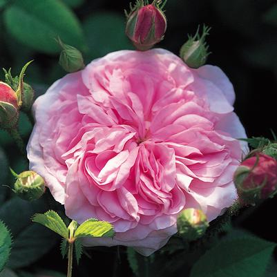 Rosa Queen of Denmark