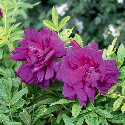 Rosa Roseraie de l'Hay