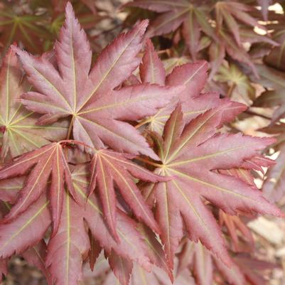 Acer palmatum Hot Chana®