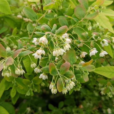 Vaccinium stamineum Native Star™ 'Seeing Stars'