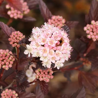 Physocarpus opulifolius Summer Wine® Rosé