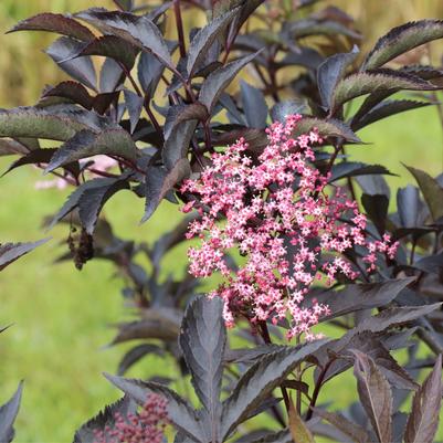 Sambucus nigra Pink Pony™