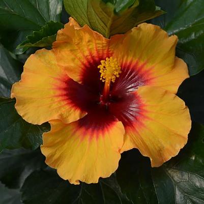 Hibiscus rosa-sinensis Hollywood Hibiscus™ Rico Pico™