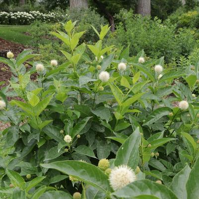 Cephalanthus occidentalis Sugar Shack® 2.0