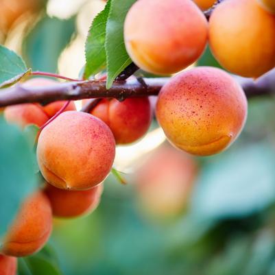 Prunus armeniaca 'Goldrich'