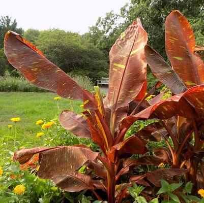 Musa 'Siam Ruby'