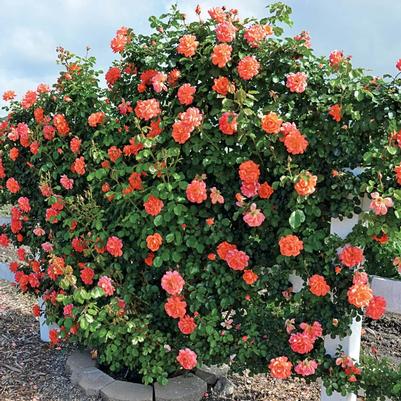 Rosa Above All™