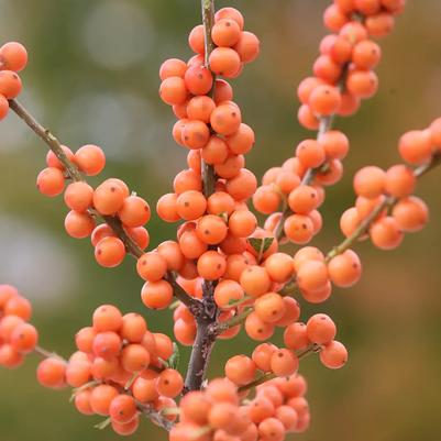 Ilex verticillata 'Winter Gold'