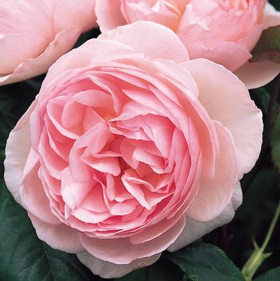 Rosa Heritage