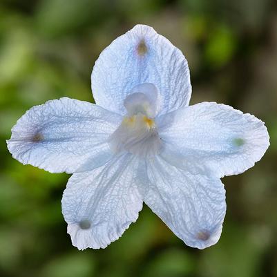 Delphinium grandiflorum Hunky Dory™ Sky Blue