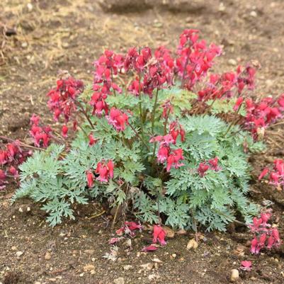 Dicentra SUN JEWELS™ 'Rubies and Diamonds'
