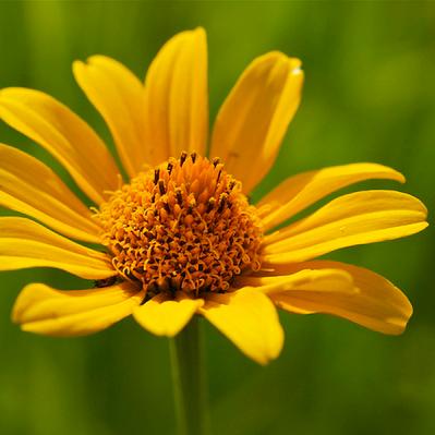 Heliopsis helianthoides 