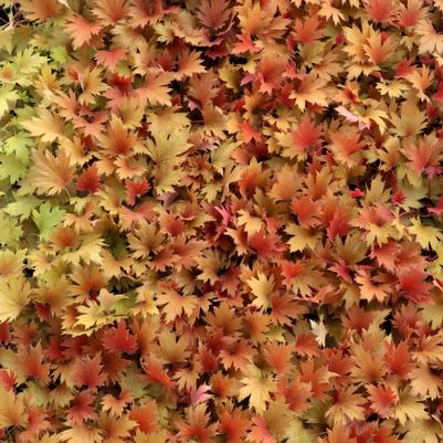 Heuchera villosa FYRE WING™ 'Amber'