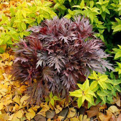 Heuchera FYRE WING™ 'Rhodonite'