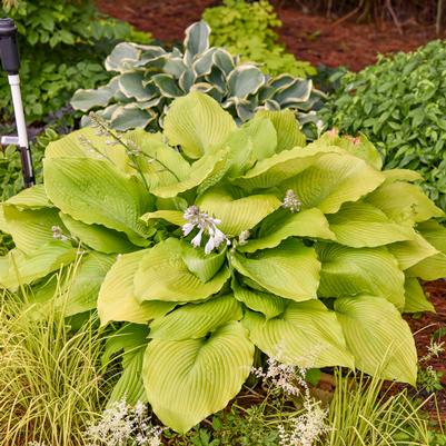 Hosta x Shadowland® Giant 'Humungosaurus'