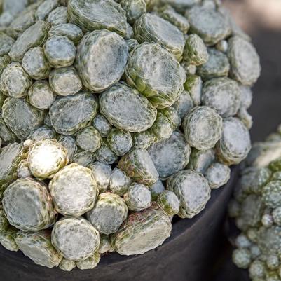 Sempervivum Colorockz™ Arctic White