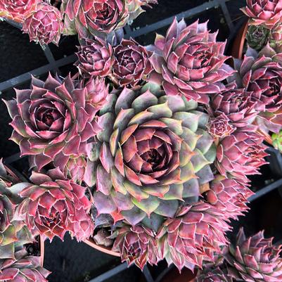 Sempervivum Colorockz™ Blushing Garnet