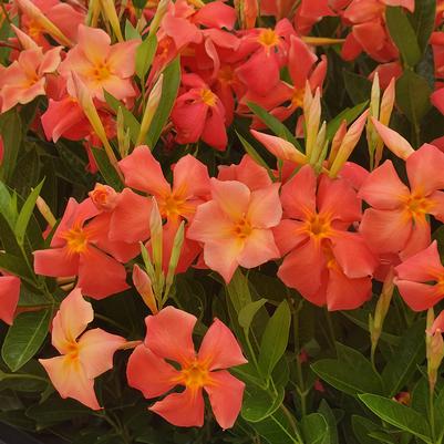 Mandevilla SUN PARASOL® FIREDUP® Orange