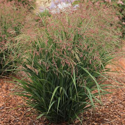 Panicum virgatum Dream Catcher® Smoky Rose®