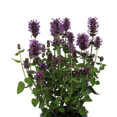Agastache x 'Honeysticks Purple'