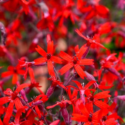 Silene virginica 'Jackson Valentine'