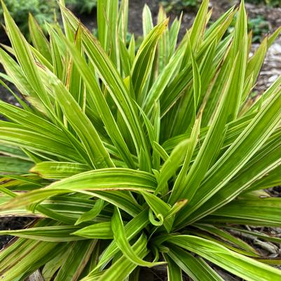 Carex plantaginea 'Shade Fanfare'