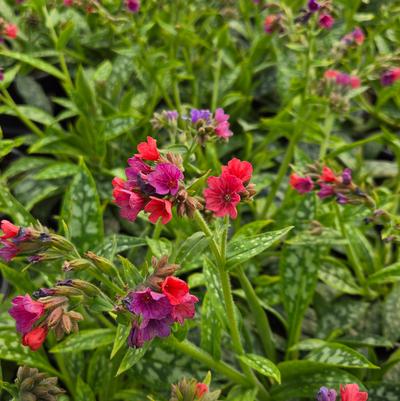 Pulmonaria x 'Raspberry Splash'