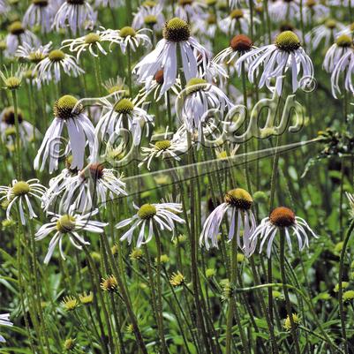 Echinacea pallida 'Hula Dancer'