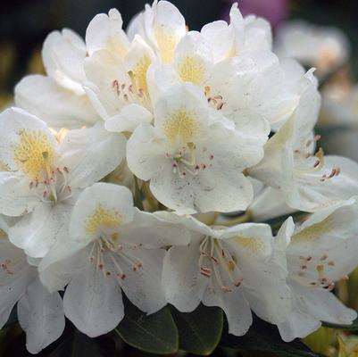 Rhododendron cat. Chionoides