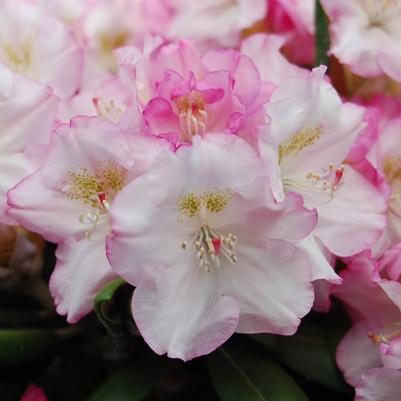 Rhododendron yak. Ken Janek