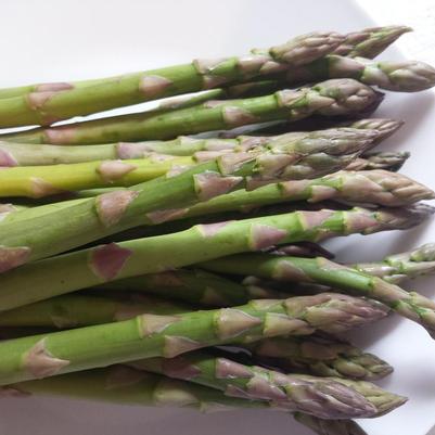 Asparagus Jersey Knight