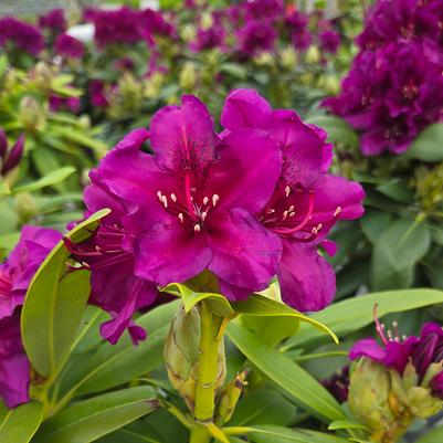 Rhododendron Polarnacht