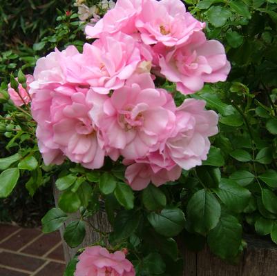 Rosa Flower Carpet Apple Blossom