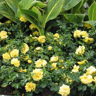 Rosa Flower Carpet- Yellow