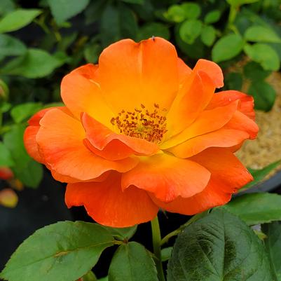 Rosa Easy-to-Love® Livin' Easy™