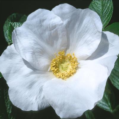 Rosa rugosa Alba