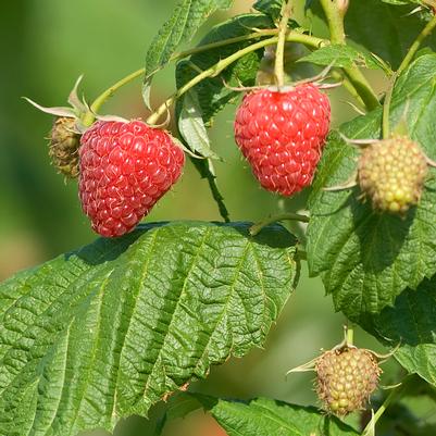 Rubus Polana