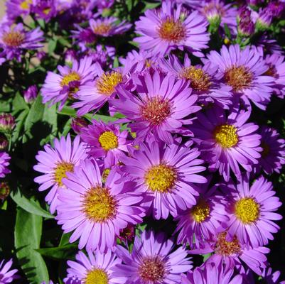 Aster Woods Purple