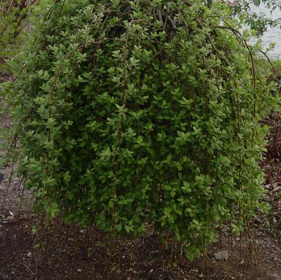 Salix caprea 'Pendula'