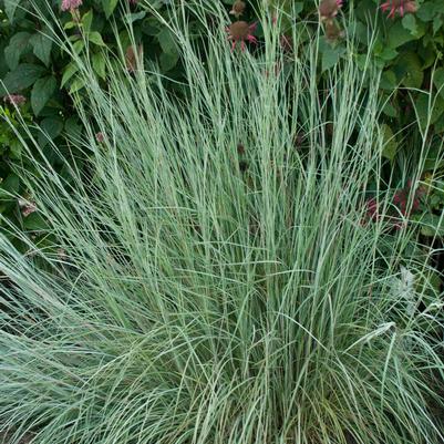 Schizachyrium scoparium 'Prairie Blues'