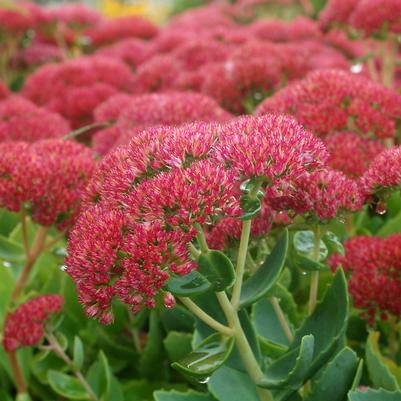 Sedum Spectabilis Autumn Joy