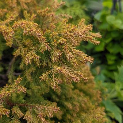 Thuja occidentalis 'Rheingold'