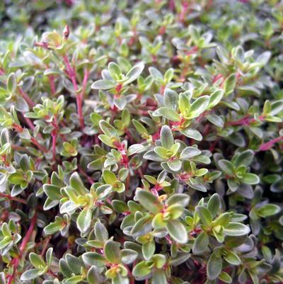 Thymus praecox Purple Carpet